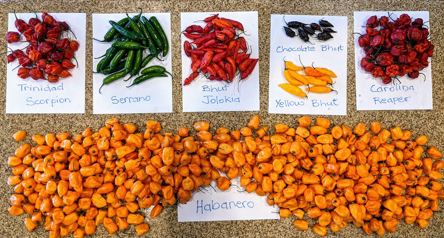 Instagram post with the caption: It’s officially pepper season (aka our favorite time of the year...
